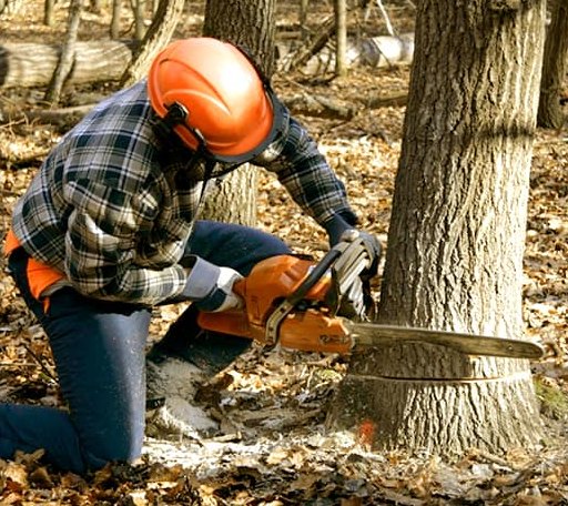 Tree Removal in Hedrick, IA